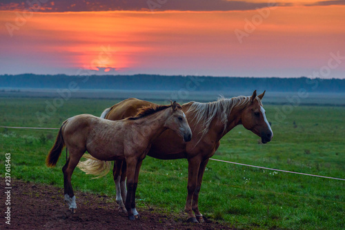 A pair of horses in the meadow at sunrise.  © shymar27