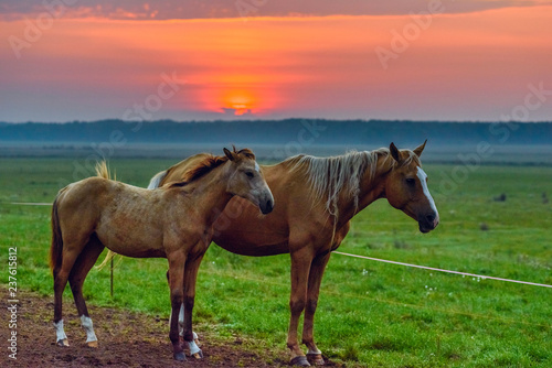 Fototapeta Naklejka Na Ścianę i Meble -  A pair of horses in the meadow at sunrise. 