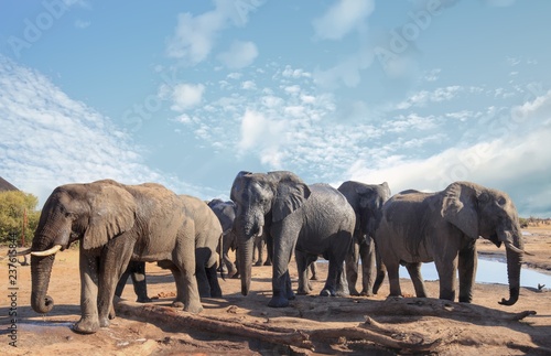 Herd of african elephants visiting the camp to relax and take a drink in the mid-day sun  with a pale blue clear sky  Nehimba  Hwange National Park  Zimbabwe