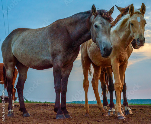A pair of horses in the meadow at sunrise. 