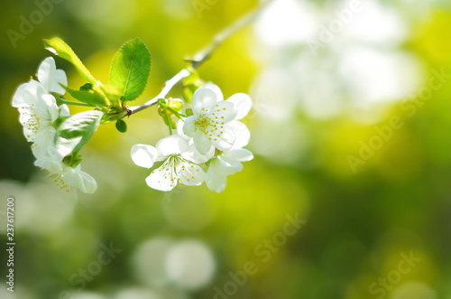 Blossoming tree brunch with white flowers on a green background. Blossom branches in springtime. sunny spring background