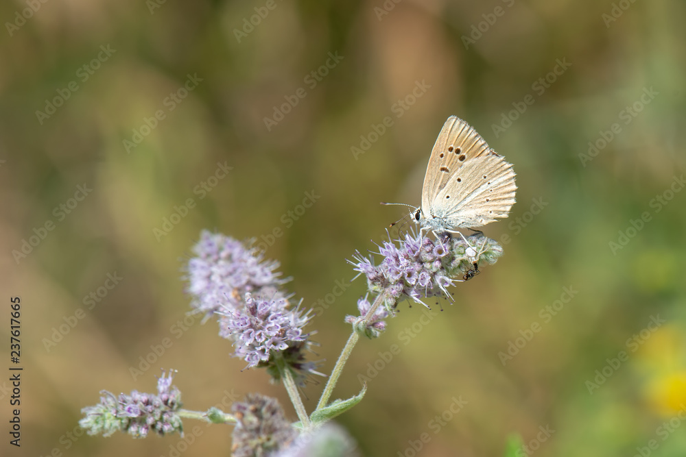 Lycaenidae / Çokgözlü Anadolu Beyazı / Turkish Furry Blue / Polyommatus menalcas Lycaenidae / Çokgözlü Anadolu Beyazı / Turkish Furry Blue / Polyommatus menalcas