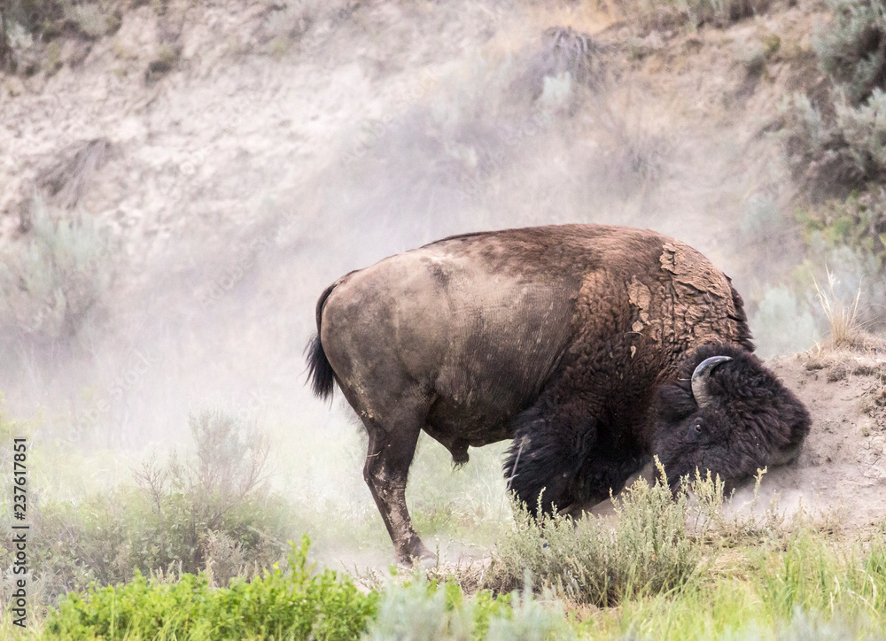 Wild bison in Theodore Roosevelt National Park (North Dakota). Wild bison in Theodore Roosevelt National Park (North Dakota).