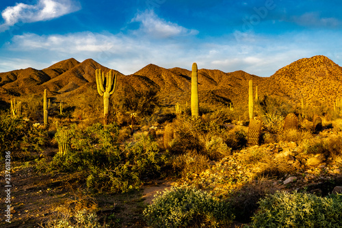 The desert landscape in the lightof the setting sun