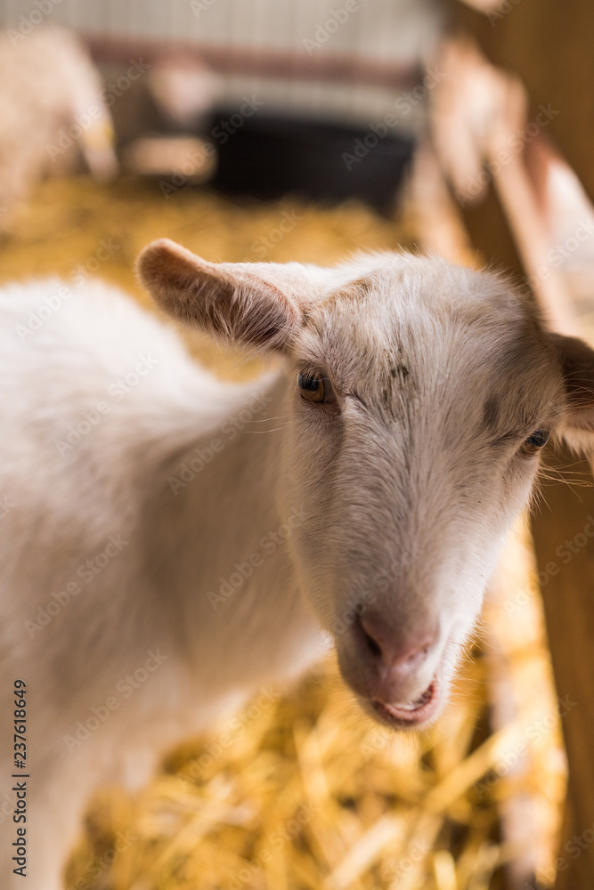Cute white baby goat in the stable Cute white baby goat in the stable