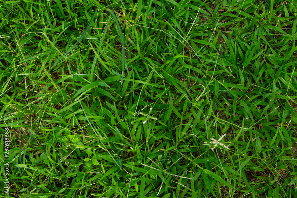 above of grass for nature background. above of grass for nature background.