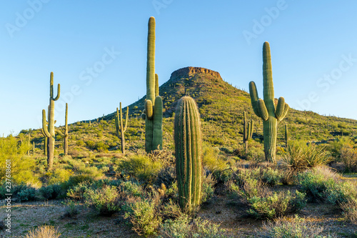 Sonoran desert cacti frame the mountain
