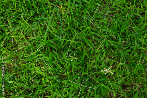 above of grass for nature background.