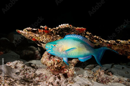 Bullethead Parrotfish (Chlorurus sordidus), hiding under table coral (Acroporidae), Indian Ocean, Maldives, Asia photo