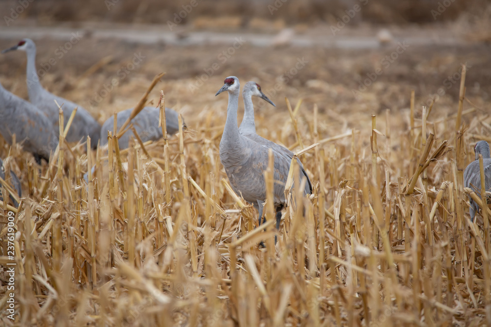 Obraz premium Sandhill cranes