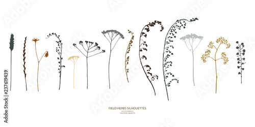 Vector silhouettes collection. Set of field flowers, herbs.