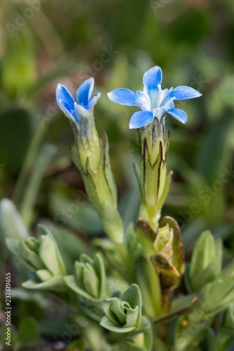 Snow Gentian (Gentiana nivalis), blossoms, Hohe Tauern National Park, Carinthia, Austria, Europe photo