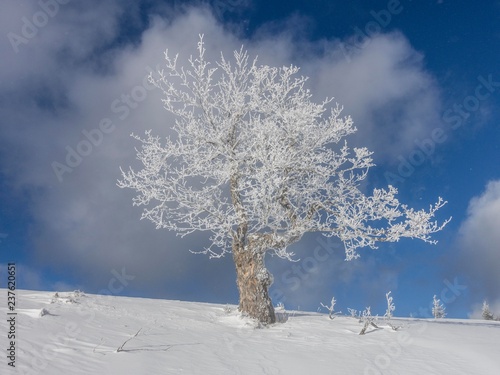 Solitary tree, single tree with hoarfrost, Lower Austria, Austria, Europe photo