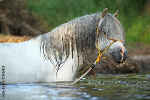 Fototapeta Naklejka Na Ścianę i Meble -  Gorgeous stallion swimming in river