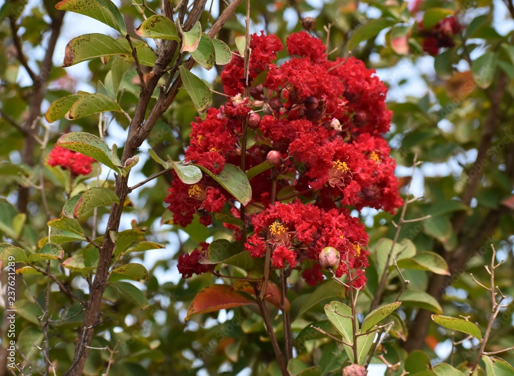 Crepe Myrtles Crepe Myrtles
