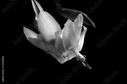 Bud and flower of succulent plant schlumberger isolated on black base. Black and white picture