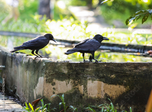 Jungle crow (large-billed crow, thick-billed crow), widespread Asian species of crow, is very adaptable to wide ranges of food sources, making it capable of colonizing new areas. Animal wildlife bird.