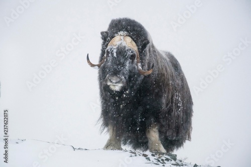 Musk ox (Ovibos moschatus), Male in a Snowstorm, Dovrefjell-Sunndalsfjella National Park, Norway, Europe photo