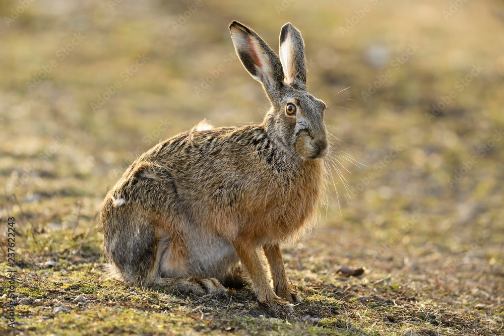 European hare (Lepus europaeus), sits in meadow, Neusiedler See National Park, Burgenland, Austria, Europe European hare (Lepus europaeus), sits in meadow, Neusiedler See National Park, Burgenland, Austria, Europe