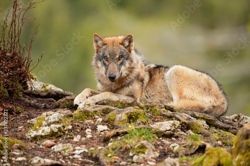 Eurasian Wolf (Canis lupus lupus) sitting, captive, Canton of Vaud, Switzerland, Europe photo