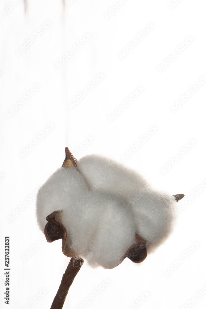 Cotton plant flower on white wooden background Cotton plant flower on white wooden background