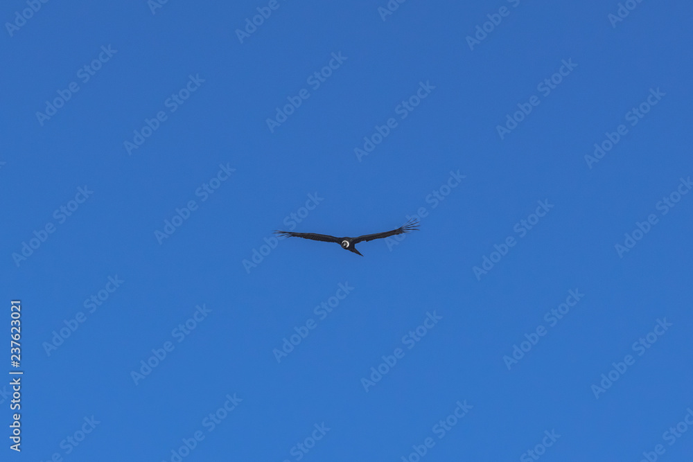 Condor flies over the mountains Condor flies over the mountains