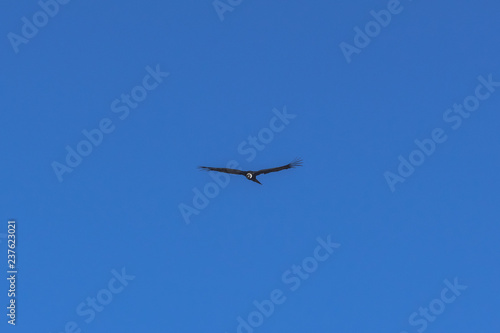 Condor flies over the mountains