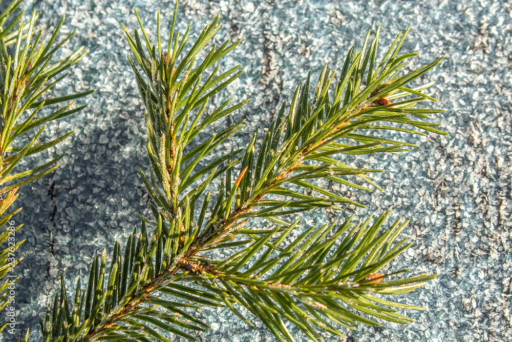 Snow background. Green branch Spruce on a white background of ice Snow background. Green branch Spruce on a white background of ice