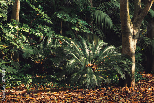 closeup of a palm tree, background, gulbenkian park