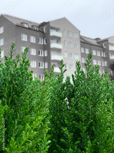 Green trees. City. House.