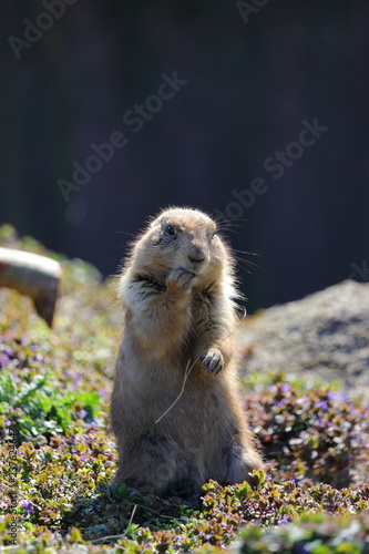 A cute prairie dog closeup photo