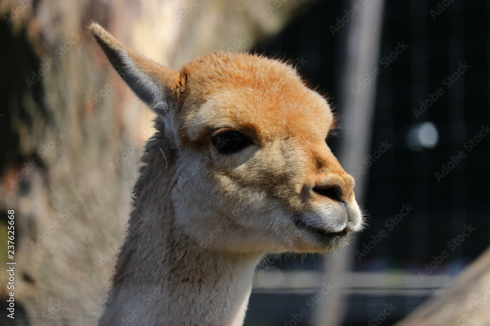 Obraz premium Portret wikunii