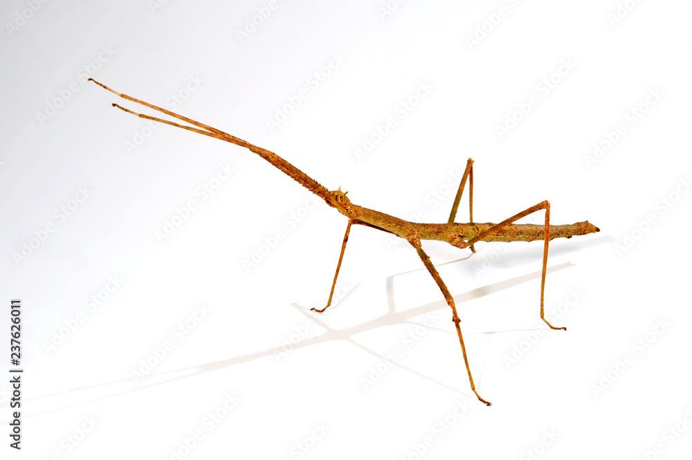 Annam-Stabschrecke (Medauroidea extradentata) - Annam walking stick