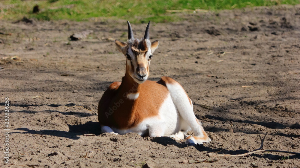 antelope in zoo