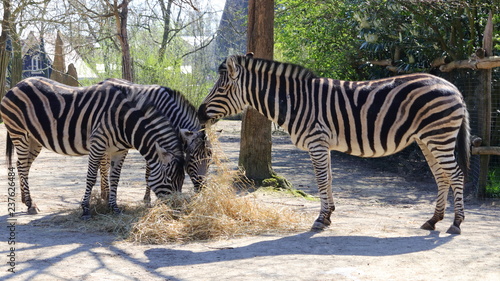 three zebra eating