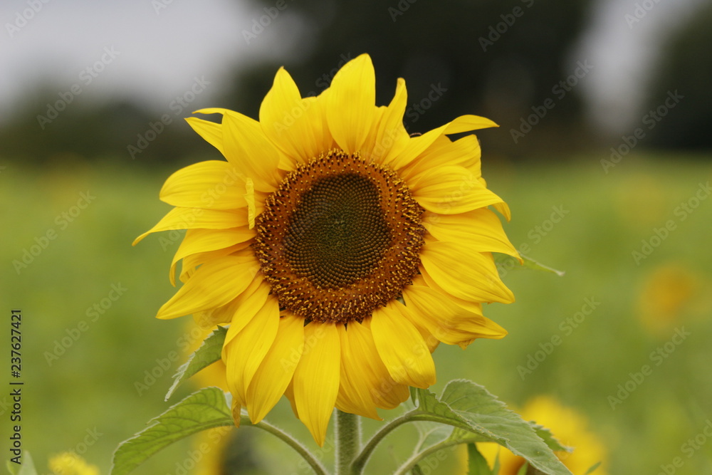 Fototapeta premium Sunflower on field with dark background