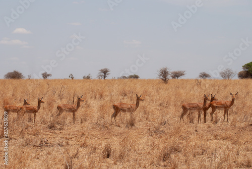 Group of Impala antelopes in the savannah of the Tarangire National Park, Tanzania, Africa