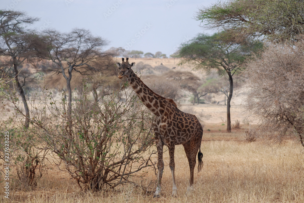 Obraz premium A giraffe eats leaves from a tree in the African savannah in Tanzania, Africa.