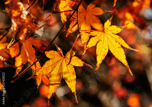 Beautiful maple leaves