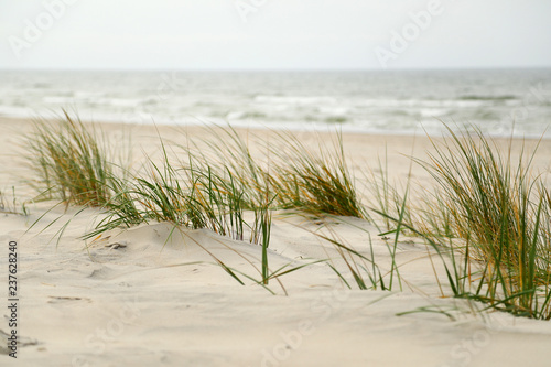 Fototapeta Naklejka Na Ścianę i Meble -  Dune grasses on the beach