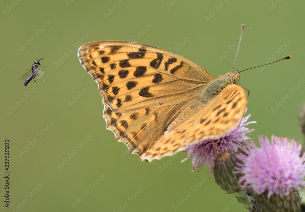 Obraz premium farfalla