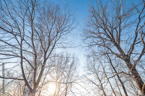 Dawn frosty morning. Winter landscape of frosty trees, white snow and blue sky. Tranquil winter nature in sunlight in park