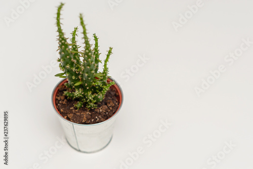cactus in a metal flowerpot on white background
