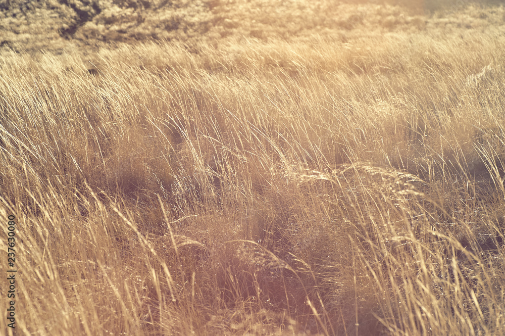 Fototapeta premium field of wheat