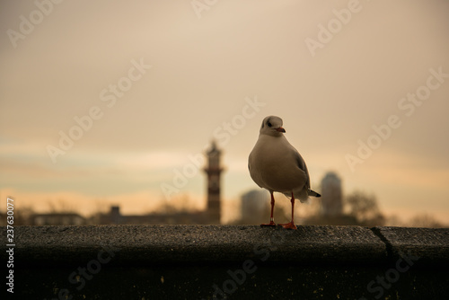 Ave en un atardecer