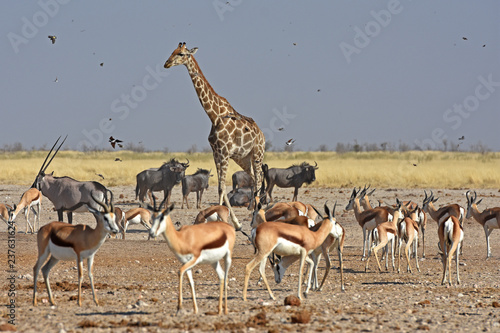 Antilopen und Vögel am Wasserloch Ozonjutji m`Bari im Etosha Nationalpark in Namibia