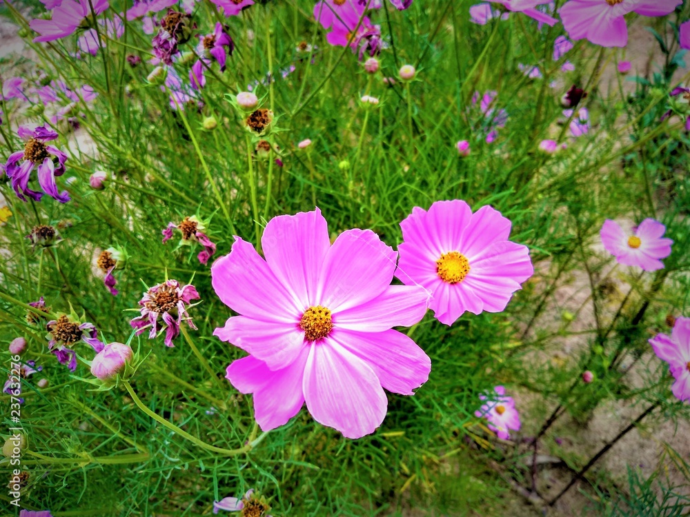 Fototapeta premium flowers in garden