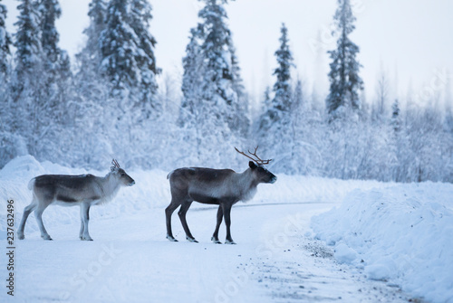 Reindeers on ice road