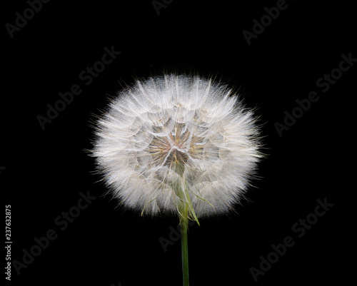 White dandelion isolated on black background 