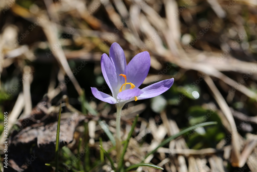 natur natur